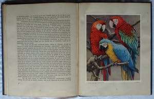 Curiosa - 7 Plaatjesalbums , Verkade (5x), Douwe Egberts (1x), Haust (1x) – (1925-1950) kopen? Bied vanaf 1!