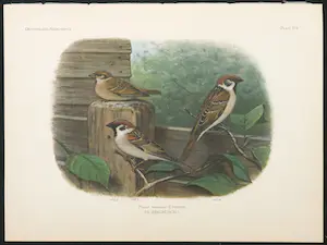 Eduard Daniël van Oort - Chromolitho, Lot van vier voorstellingen uit 'De Vogels van Nederland' kopen? Bied vanaf 1!
