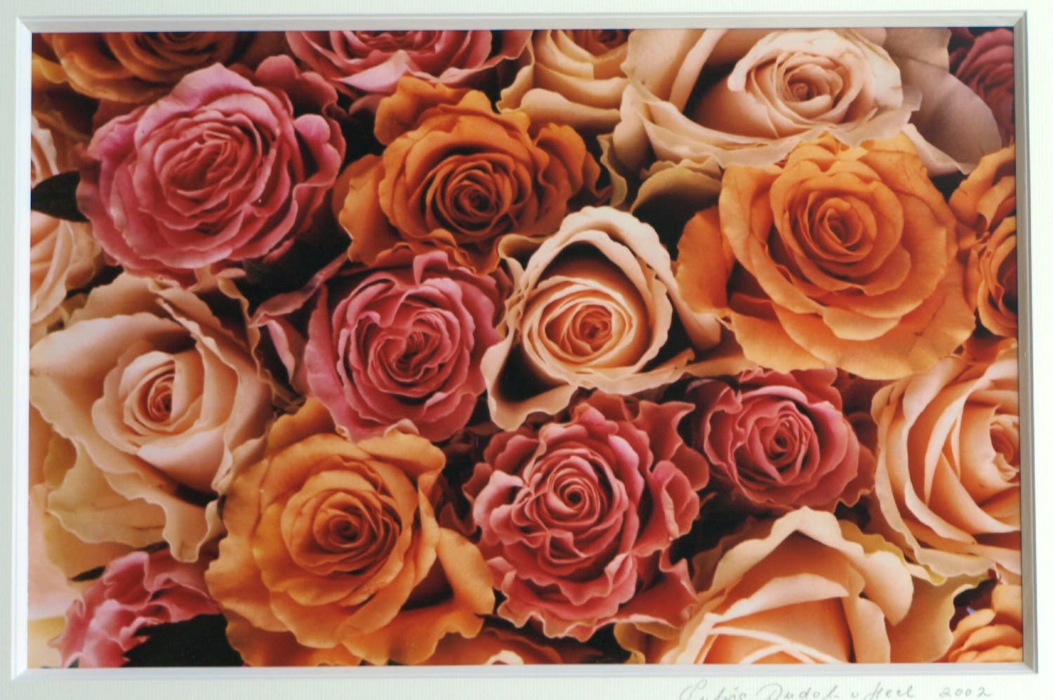 Buy Sylvia Dudok van Heel - Ingelijste foto, Bloemstilleven Rozen 1 – 52 x 62 cm - 2002? Bid from 1!