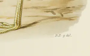 Wilhelm von Wright - Litho, Burhinus Oedicnemus, uit Svenska foglar (...) kopen? Bied vanaf 1!