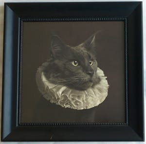 Marie Cecile Thijs - Ingelijste foto uit de serie 'White Collar', Cat with White Collar IV - 2013 kopen? Bied vanaf 1500!