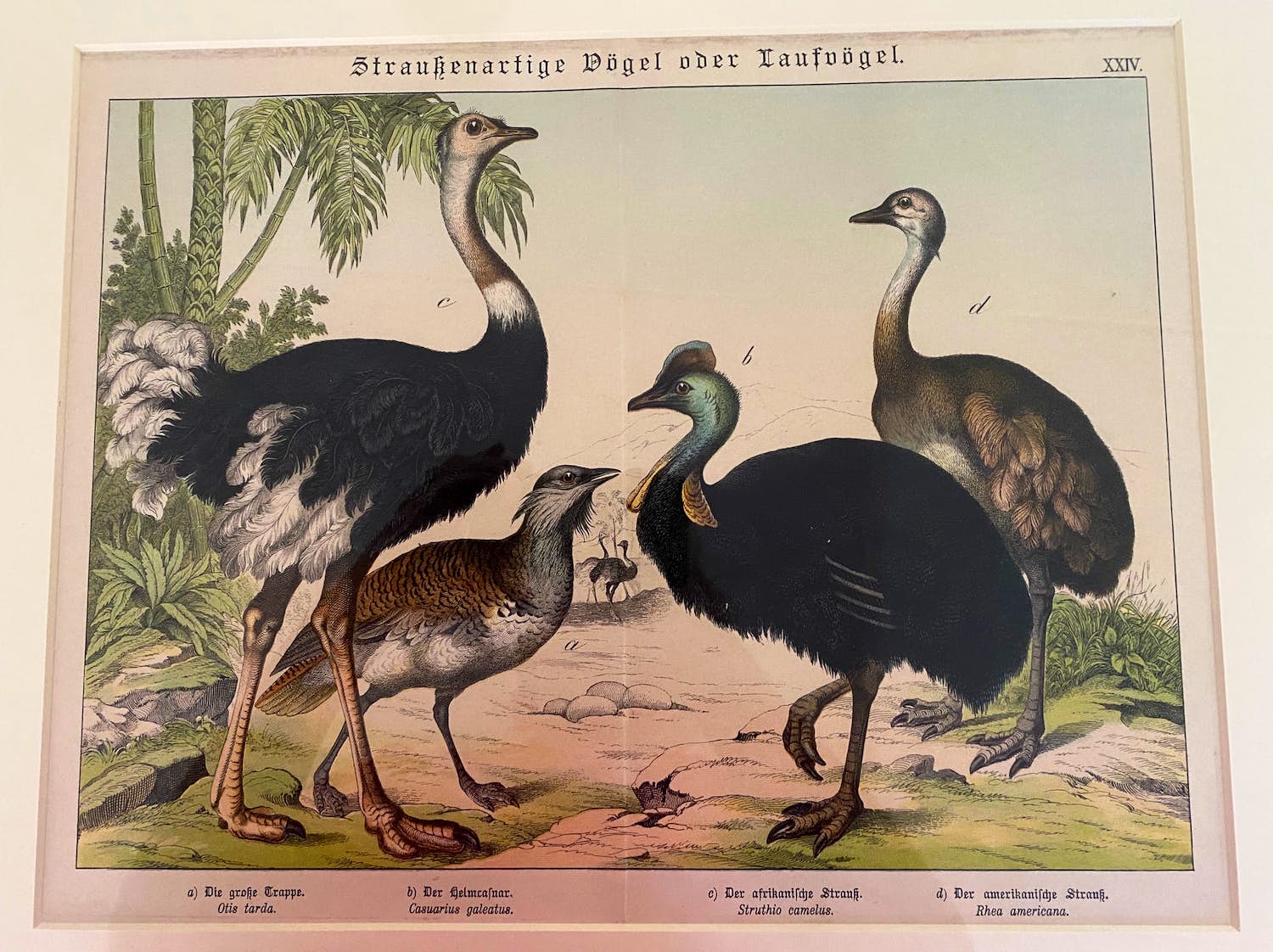 Niet of onleesbaar gesigneerd - Loopvogels kopen? Bied vanaf 1!