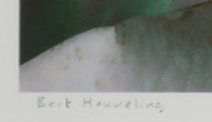 Bert Houweling - Fotoprint, Roos 30 - Ingelijst kopen? Bied vanaf 20!