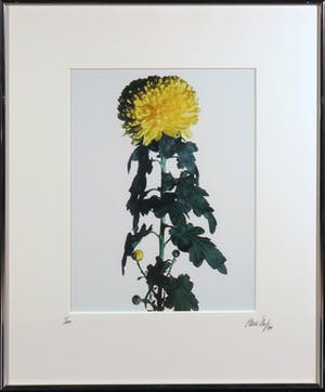 Paul Huf - Foto, Helianthus - Ingelijst kopen? Bied vanaf 1!