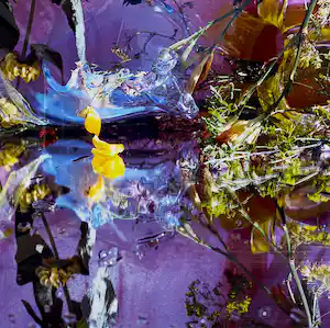 Margriet Smulders - Luna, C-Print op dibond (met ophangsysteem, groot) - Laatste keer!!! verkauft für € 1295!
