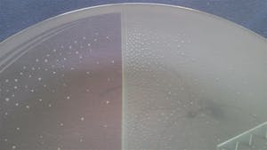 Corry Ammerlaan - Samen de zaak van de grond tillen kopen? Bied vanaf 59!