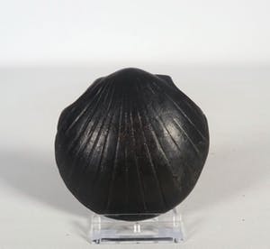 Jan Meefout - Bronzen object/penning, Schelp I kopen? Bied vanaf 200!