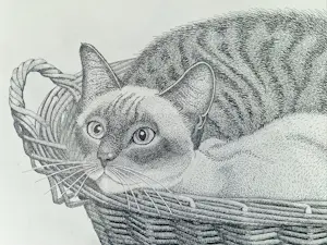 Ella van Schaik - Aardappelmand kopen? Bied vanaf 40!