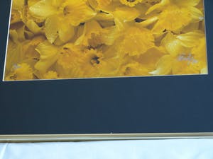 Paul Huf - Foto , Flowers , Bloemen – gesigneerd & ingelijst - 1984 kopen? Bied vanaf 75!