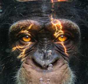 Mr Strange - De goudvis (II) kopen? Bied vanaf 80!