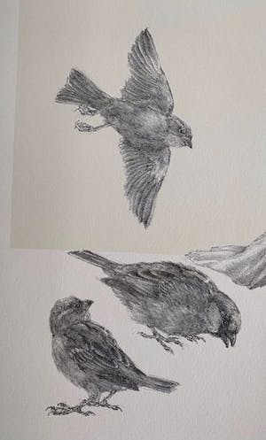 Peter Vos - Vreemde vogels met kat op de loer. kopen? Bied vanaf 55!