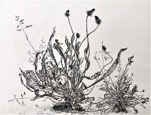 Simon Koene - Weegbree en straatgras verkocht voor € 35!