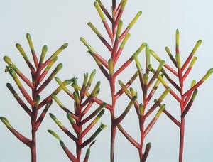 Paul Huf - Foto, Groei - Ingelijst kopen? Bied vanaf 1!