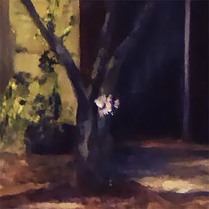 Constance Coleman Richardson - sakoera (?) bloesembomen kopen? Bied vanaf 60!