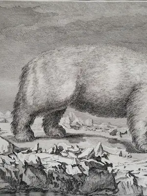 John Webber - "IJsbeer". kopen? Bied vanaf 45!