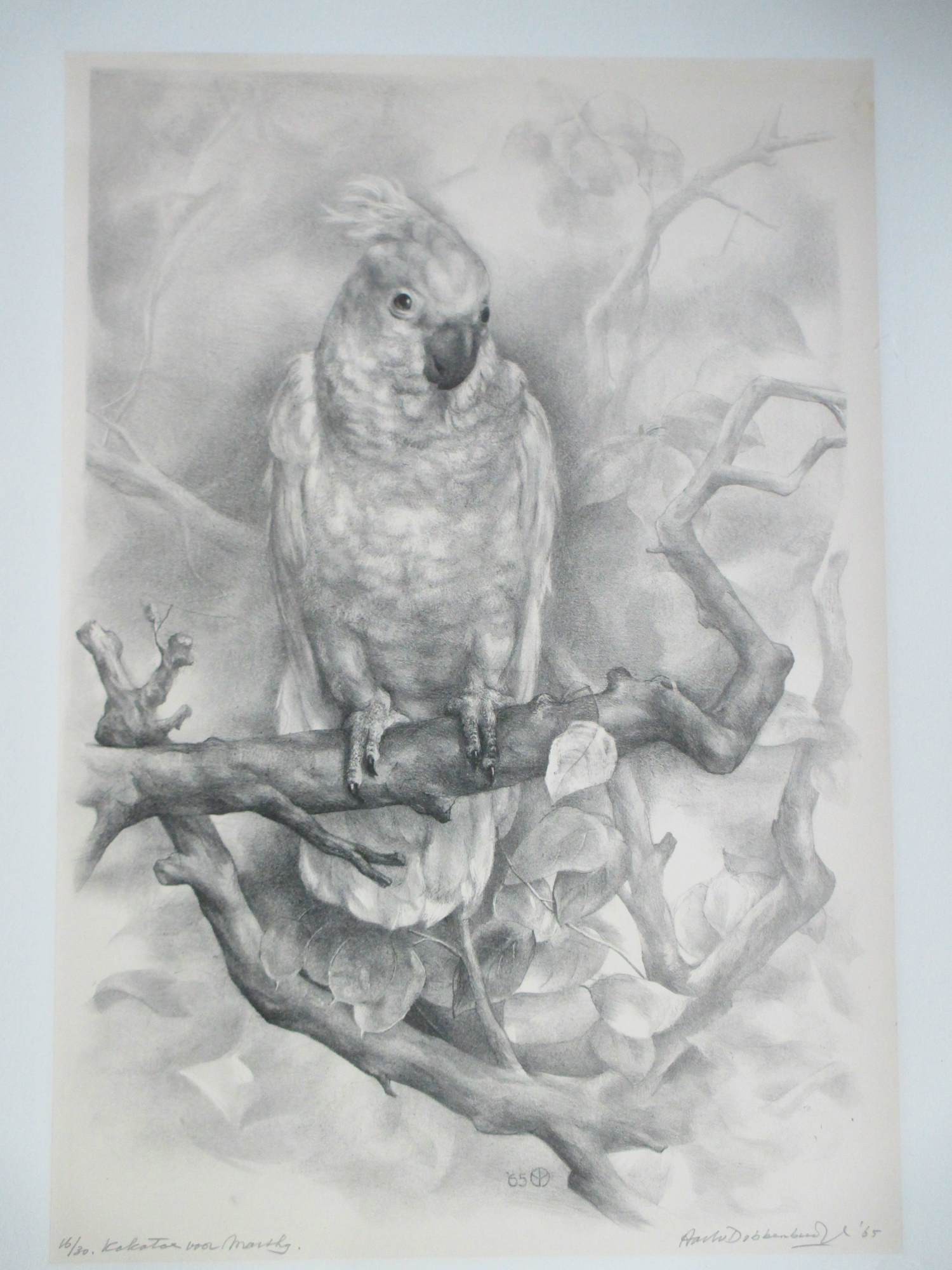 Aart van Dobbenburgh - Kakatoe - Litho kopen? Bied vanaf 50!
