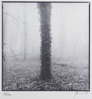 Ralph Janowski - Mooie zwart/wit print, Boom kopen? Bied vanaf 1!