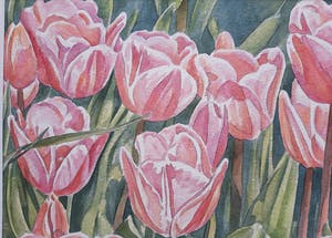 Ger Daniels - Roze Tulpen kopen? Bied vanaf 25!