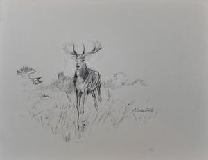 Floris Tiele - 9x diertekening van reeën kopen? Bied vanaf 39!