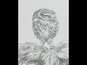 Peter Vos - Uil in boomtop - Litho kopen? Bied vanaf 100!