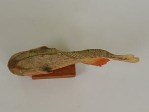 Curiosa - Piranha uit Venezuela kopen? Bied vanaf 1!