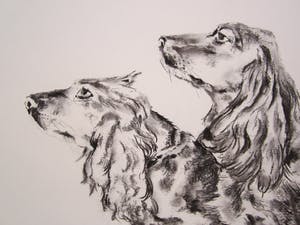 Andre Tigchelaar - Spaniels kopen? Bied vanaf 20!