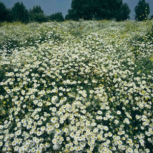 Diederik van Goethem - Margrieten kopen? Bied vanaf 695!