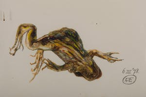 Frans van Eijk - z.t. - 1978 - gouache op papier - BKR Rotterdam kopen? Bied vanaf 20!