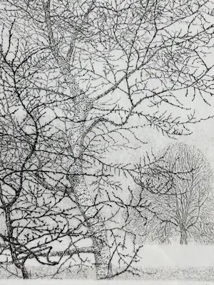 Reinder Homan - Bomen kopen? Bied vanaf 75!