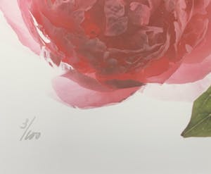 Paul Huf - C-print - 'Peonies' - 1988 (INGELIJST) kopen? Bied vanaf 150!