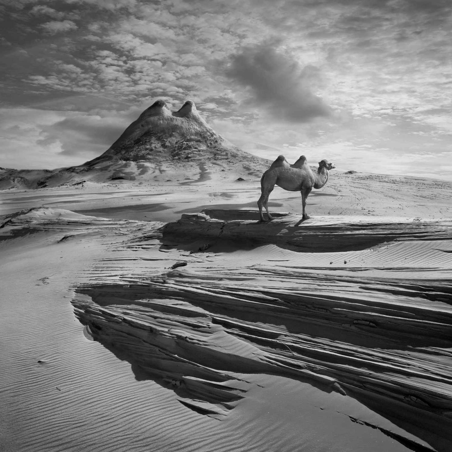 AcheterDariusz Klimczak - 'Camel Hill' (2011)? Enchérissez de 80!