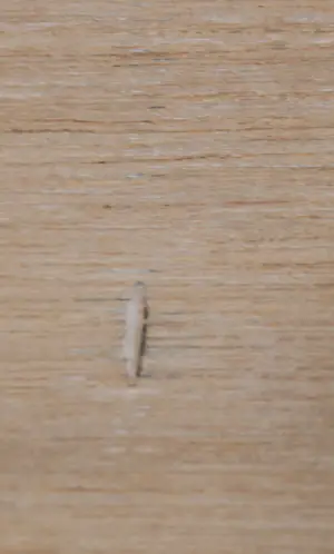 Gerard Koek - Houtskooltekening, Zonder titel - Ingelijst kopen? Bied vanaf 50!