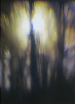 Hans van Ommeren - Set van twee foto's op dibond, Bomen kopen? Bied vanaf 50!