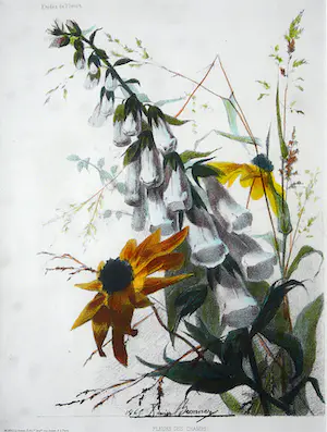 Xavier Bronner - Fleurs des Champs -lithografie circa 1860- kaufen? Bieten Sie von 80!
