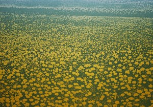 Elmar Gille - zomers landschap - kleurets - oplage 45 kopen? Bied vanaf 45!