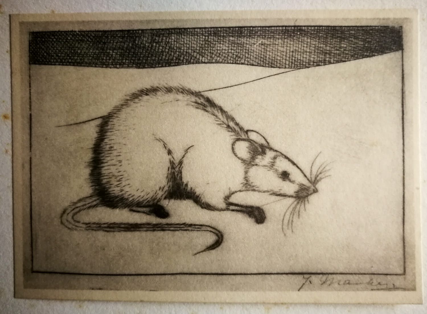 Jan Mankes - Muis. Heliogravure. kopen? Bied vanaf 1!