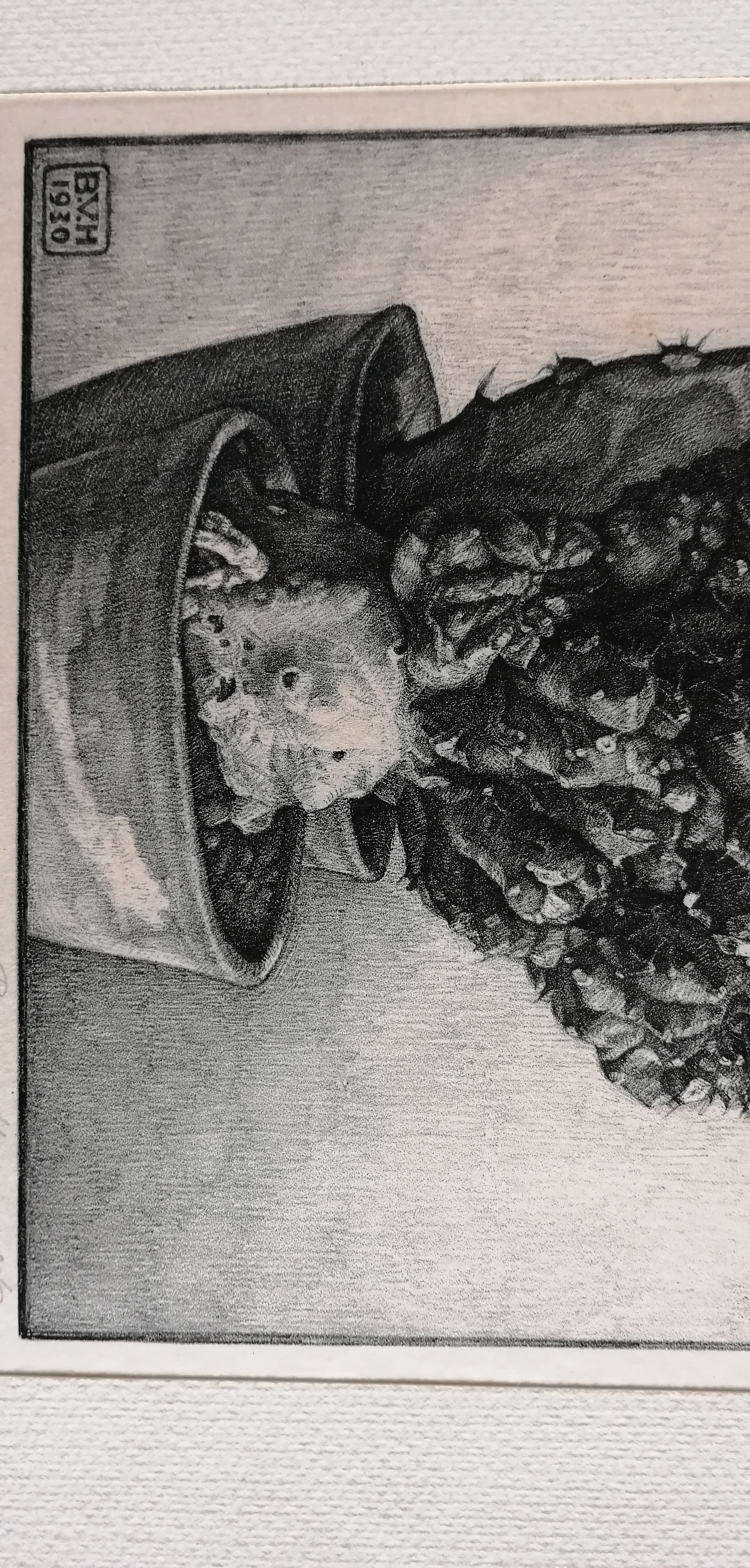 Bertha van Hasselt - Cactussen kopen? Bied vanaf 30!