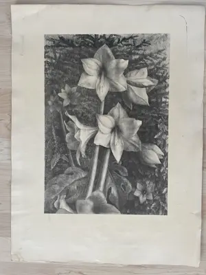 Jan Visser - Witte amaryllis kopen? Bied vanaf 35!