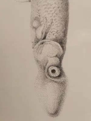 Robert Franken - A Fable kopen? Bied vanaf 20!