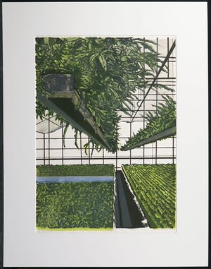 Joost Minnigh - Litho, Kas met varens kopen? Bied vanaf 20!