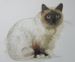 Niet of onleesbaar gesigneerd - Mads Stage - 4 Studies of Cats kopen? Bied vanaf 1!