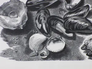 Désiré Acket - Schelpdieren - Gravure kopen? Bied vanaf 1!