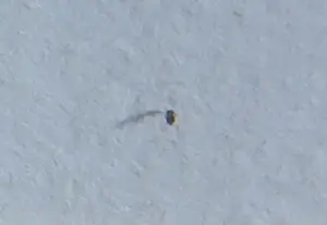 Yvonne Zomerdijk - Zeefdruk, Zeebanket - Ingelijst kopen? Bied vanaf 50!