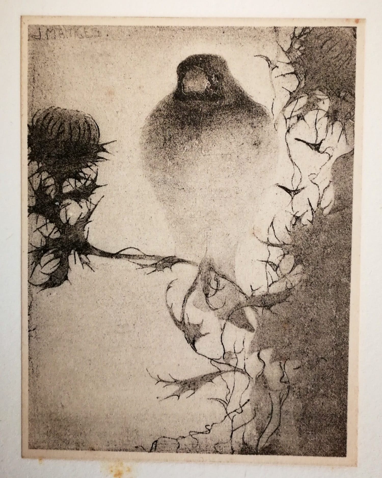 Jan Mankes - Heliogravure. Vogel. kopen? Bied vanaf 1!