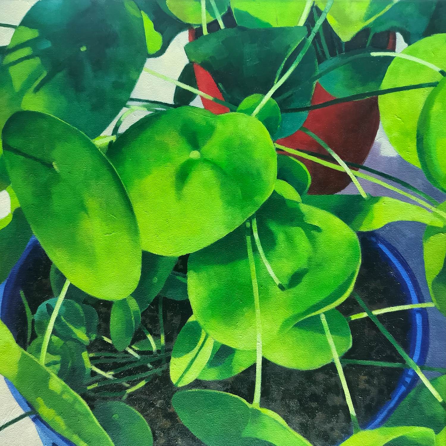 Willem Visser - Pannenkoekplanten kopen? Bied vanaf 190!