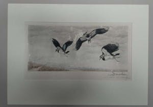 Leon Danchin - Vlucht kivieten kopen? Bied vanaf 100!