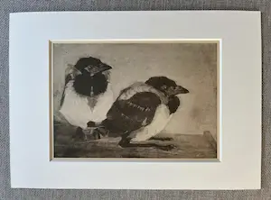 Jan Mankes - Originele Heliogravure - 2 Jonge Eksters 1923 kopen? Bied vanaf 120!
