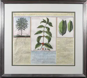 AcheterNiet of onleesbaar gesigneerd - Kopergravure, Figure, et Qualite de L' Arbre du Café - Ingelijst? Enchérissez de 1!
