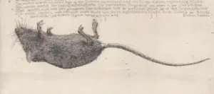 Charles Donker - handgesigneerde ets | 'Dode muis II' | 1970 kopen? Bied vanaf 350!