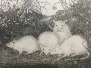 Jan Mankes - Witte muizen. Heliogravure. kopen? Bied vanaf 1!